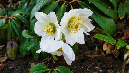 In den ersten Sonnenstrahlen erstrahlende Christrose, Schneerose	