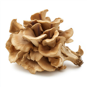 Wild Mushroom 