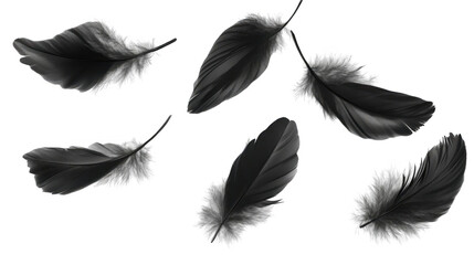 Obraz premium Black and White Feathers Floating on a Transparent Background
