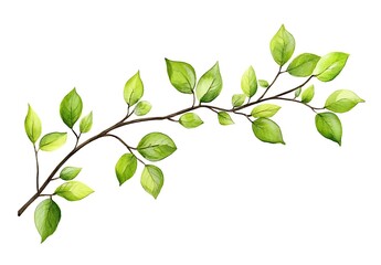 Obraz premium Simple Green Watercolor Branch with Leaves for Art and Design
