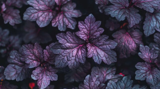  a herbaceous perennial a spring summer foliage plant with purple black leaves commonly known as alum root, gardening stock photo image 