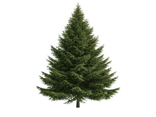 Obraz premium A large evergreen tree with a green trunk and branches. The tree is the main focus of the image and is the only object visible