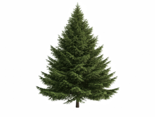 A large evergreen tree with a green trunk and branches. The tree is the main focus of the image and is the only object visible