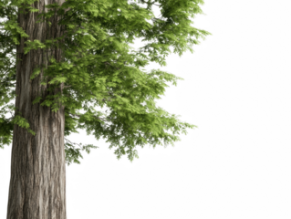 A tree with green leaves is shown against a white background. The tree is tall and has a thick trunk. Concept of nature and tranquility, as the tree stands alone in the open space