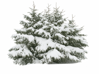 A snow covered pine tree with bare branches. The tree is covered in snow and has no leaves