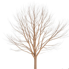 Fototapeta premium A tree with no leaves is shown in a white background. The tree is bare and has no leaves, giving it a desolate and lonely appearance