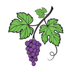 Obraz premium hand drawing grapes with leaves vector illustration