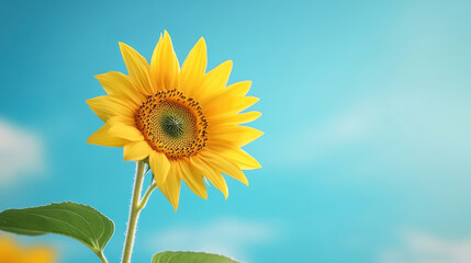 Obraz premium Sunflower Radiance: A vibrant sunflower blooms in the sunlight against a bright blue backdrop, showcasing nature's beauty in its purest form.