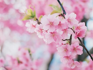 Obraz premium Spring's Whisper: A Soft-Focus Portrait of Pink Cherry Blossoms in Full Bloom.