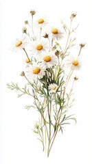 Watercolor illustration of chamomile flowers on white background