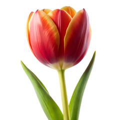 red tulip isolated on white