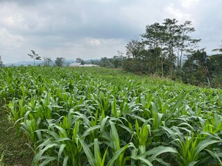 field of corn