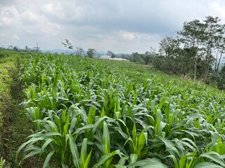 field of corn