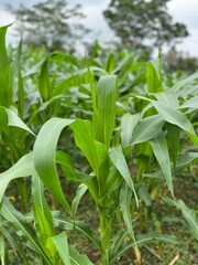 green corn field