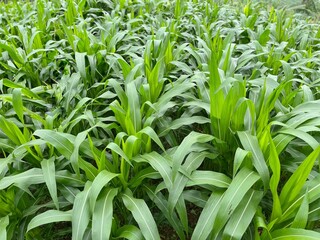 green corn field