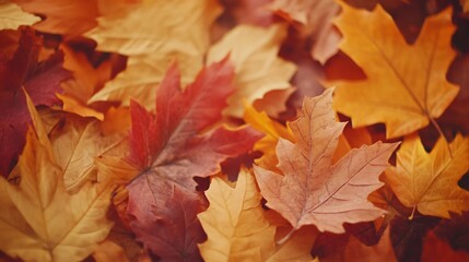 Fototapeta premium Colorful autumn leaves scattered on the ground, vibrant reds and yellows blending together, perfect for seasonal themes and designs.