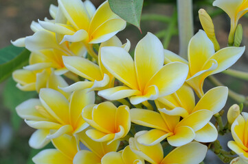 Obraz premium Plumeria obtusa, the Singapore graveyard flower, is a species of the genus Plumeria (Apocynaceae)
