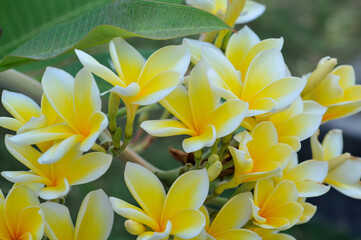 Obraz premium Plumeria obtusa, the Singapore graveyard flower, is a species of the genus Plumeria (Apocynaceae)