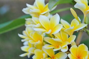 Obraz premium Plumeria obtusa, the Singapore graveyard flower, is a species of the genus Plumeria (Apocynaceae)