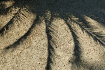 Shadows cast by palm leaves on the ground