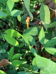 Dragonfly perched on a branch