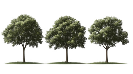 Fototapeta premium Realistic Trees Collection with Lush Green Foliage and Textures