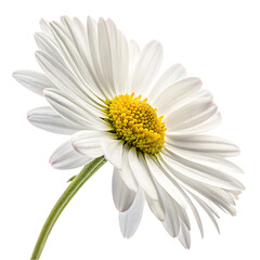White Daisy on Slender Stem
