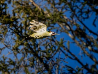 Grünspecht-Männchen im Flug