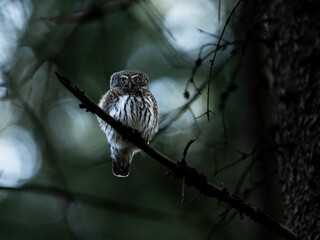Sperlingskauz im Fichtenwald