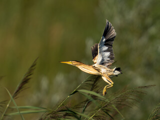 Zwergdommel fliegt ab