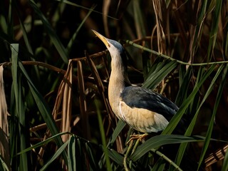 Zwergdommel (Männchen) vor dem Startsprung