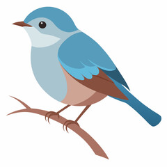blue bird isolated on white background