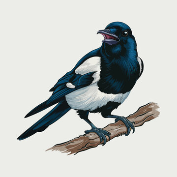 recommend clip art: Black magpie bird illustration in clear a white background