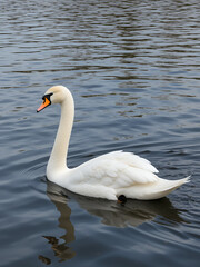 Whooper swan (Cygnus cygnus) swimming in a lake in spring.