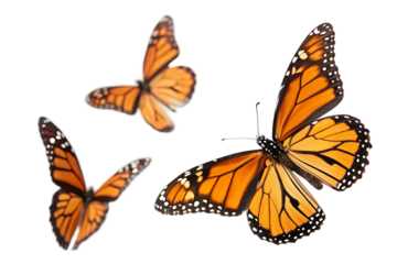 monarch butterflies