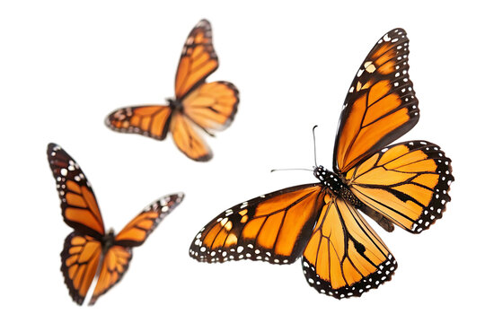 Fototapeta monarch butterflies