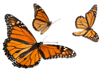 Naklejka premium monarch butterflies