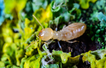 Reticulitermes lucifugus - a worker termite of light yellow color crawls in search of food on rotten wood overgrown with lichens, Odessa Ukraine