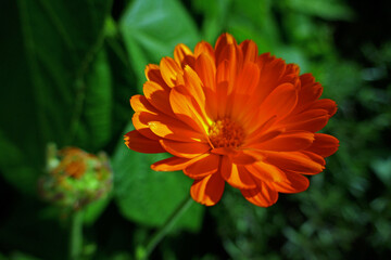 Marigold called calendula