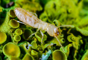 Reticulitermes lucifugus - a worker termite of light yellow color crawls in search of food on...