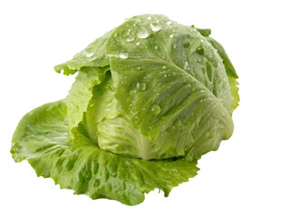fresh green romaine lettuce