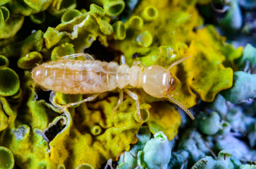 Reticulitermes lucifugus - a worker termite of light yellow color crawls in search of food on rotten wood overgrown with lichens, Odessa Ukraine