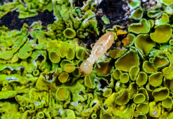 Yellow Mediterranean Termite - Reticulitermes lucifugus among lichens growing on branches of an old...