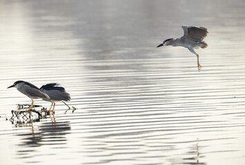 Black-crowned Night heron landing at Tubli bay, Bahrain