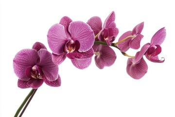 Obraz premium Graceful phalaenopsis orchids with soft lighting and grey background. AI generative