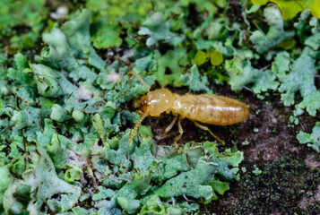 Reticulitermes lucifugus - a yellow termite crawls among lichens growing on rotten wood, Odessa Ukraine