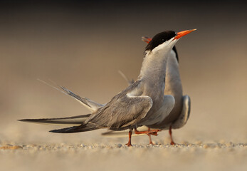 Courtship dance of White-cheeked Terns at Tubli, Bahrain
