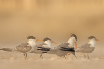 A double exposure image of White-cheeked Terns perched on the ground at Tubli, Bahrain