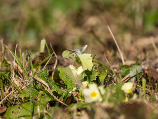 Male Brimstone Flying over Primroses