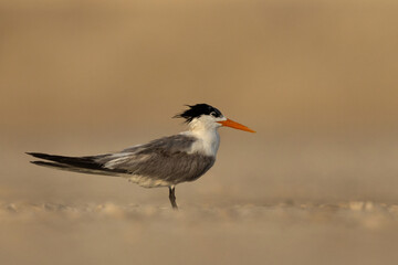 Portrait of Lesser Crested Tern at tubli, Bahrain